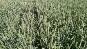 состояние озимой пшеницы на 11 июня 2021 года, сорт Тимирязевка 150