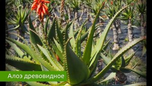 АЛОЭ или АЛОЭ ДРЕВОВИДНОЕ. Как применять? / Захар Травник