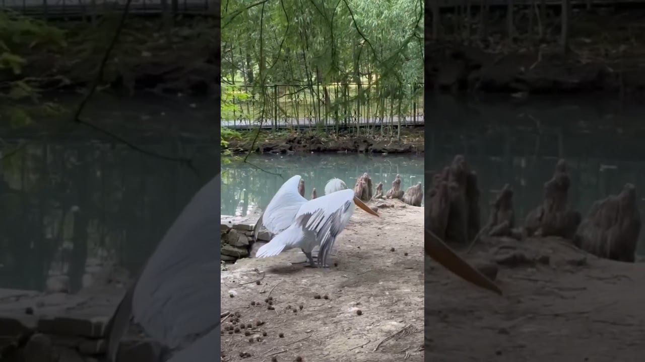 Пеликан | Дендрарий Сочи | О погоде на 21 августа:Утром +23°...+30° Ясно☀️Днём +31°...+32° #shorts смотреть онлайн