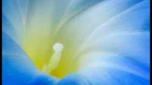 Вахтанг Кикабидзе - Мои Года Моё Богатство