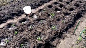 Посадка Разных Сортов Помидор в Открытый Грунт Посадка Пасынков Помидор в Грунт 2 июня 2021г