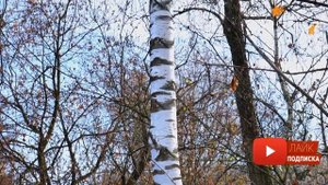Магия  природы, сила леса, деревьев  Ясень Дуб Береза Ель Сосна Каштан
