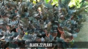 ZZ Plant / Black ZZ Plant / Zamia zz plant / Nice Gardenia