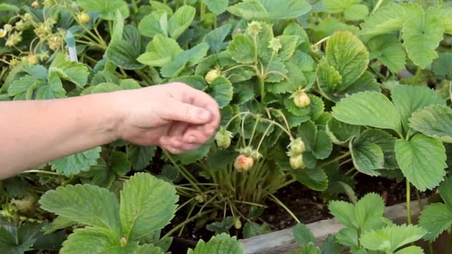 Защита смородины, клубники и томатов от болезней смотреть онлайн