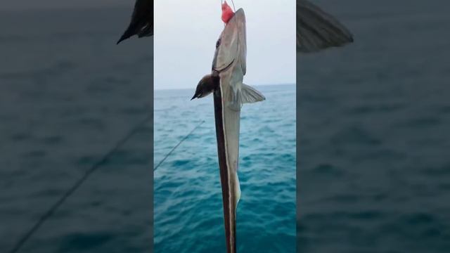 Красивая рыбка (прилипала ) спутница акул в Тихом океане #fishing #live #bigfish #sea #shark