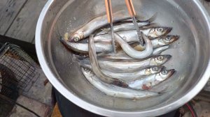 Нашёл корабельный барометр. Жарим мойву на гриле.