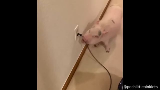 Eagle Crashes Through Car Window смотреть онлайн