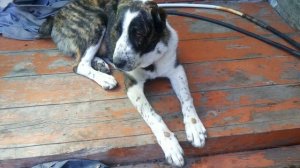 Алабай  6,5 месяцев(1)