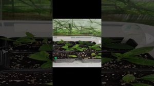 Как зимуют мои черенки метельчатой гортензии. 2023