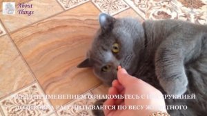 ???Даем кошке антигельминтик. Профилактика. Мильбемакс. ОСТОРОЖНО! ПОДРОБНОСТИ В ТЕРМИНОЛОГИИ??