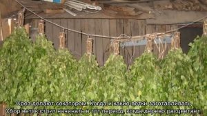 Какие ветки можно давать кроликам зимой: сосновые или еловые