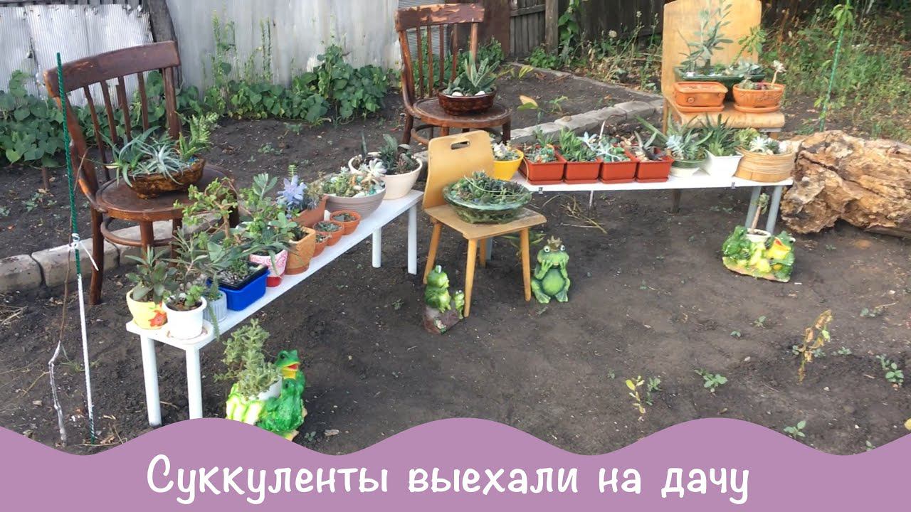 Отвезла суккуленты. Как разместила. Что на окнах.