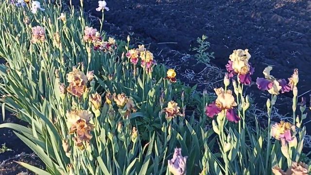 1 июня начали цвести ирисы. мои гибридные сеянцы смотреть онлайн