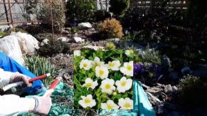 Спирея японская.Лапчатка белая.Обрезаем.Формируем.Весной.#Дача#Сад СветаСветланы#