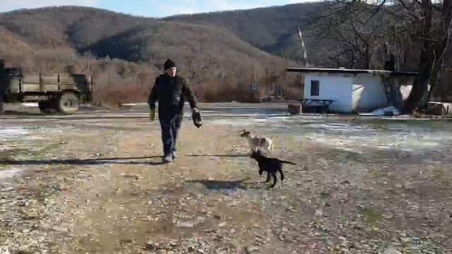 Социальный ролик "Нужно помогать нашим братьям меньшим"