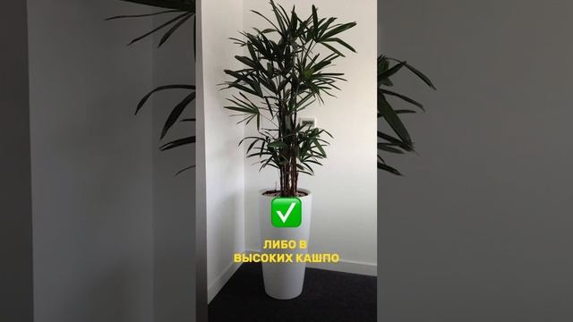 ?Как ПРАВИЛЬНО использовать РАСТЕНИЯ в интерьере❓#дизайнинтерьера #растения #дом #тренды