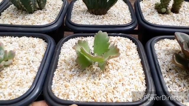 Organização da mesa na estufa смотреть онлайн