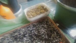 МАРАКУЙЯ СЕВЕРНАЯ. КАК Я ПРОРАЩИВАЛ КОРЕНЬ.