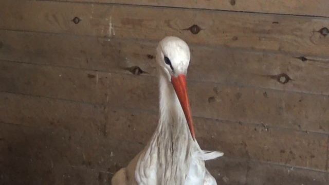 Рязанский дом белого аиста. Сюрприз от Клары и Марты смотреть онлайн