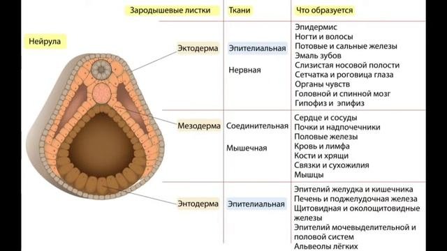 Лёгкий способ запомнить эмбриональное развитие, стадии, зародышевые листки.  Полная теория, практик
