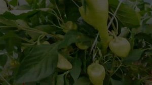 Сорт сладкого перца «Маркони гигант»