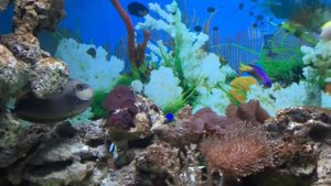 Читинский океанариум