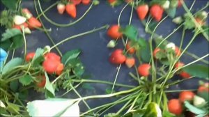 КАМАРОСА и ФЛАМИНИЯ  - краткий видеообзор , оценка и мнение...  / 15.06.19.