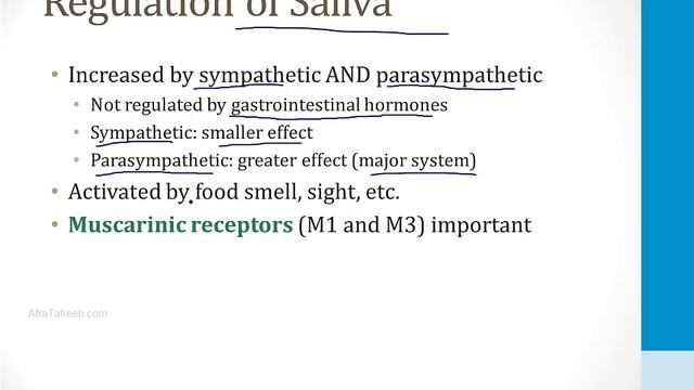 Гастроэнтерология USMLE - 1. Анатомия - 6.Слюнные железы