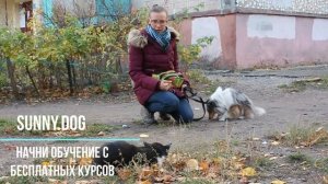 как отучить собаку реагировать на котов