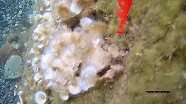 САМАЯ ЯРКАЯ ?КРАСИВАЯ РЫБКА ЧЁРНОГО МОРЯ?ТРОЕПЁР ЧЕРНОГОЛОВЫЙ МОРСКАЯ ЖАР-ПТИЦА  МИСХОРСКАЯ ГАВАНЬ