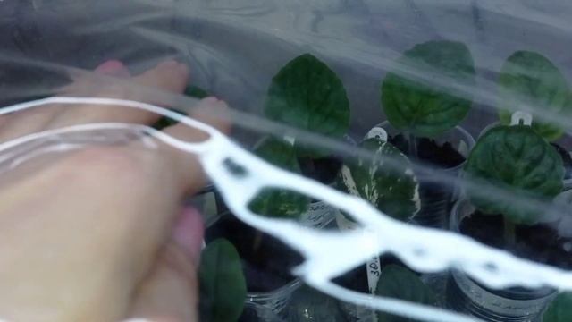 Размножение фиалок : Лето - Жара! Фиалки у Алисы. смотреть онлайн