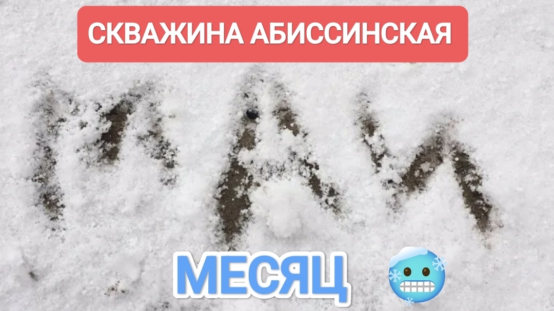 АБИССИНКА В СНЕЖНОМ МАЕ🥶#абиссинскаяскважина#свояскважина52#гидробурение