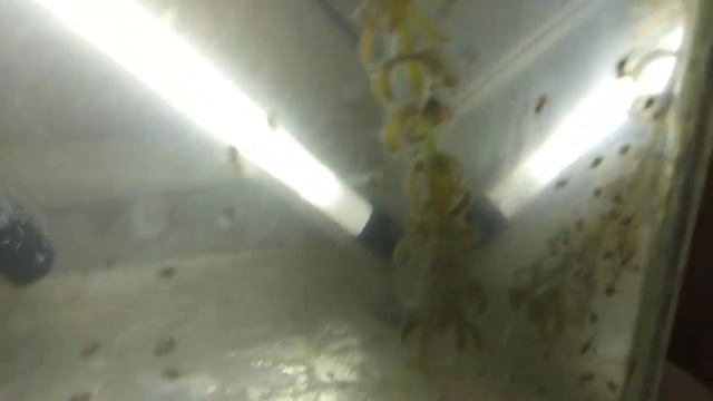 Мальки нанаакары блю неон, кормление смотреть онлайн