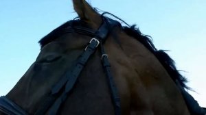 породы лошадей в России| Русские породы лошадей.