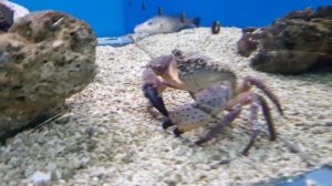 ШОК! ДВЕ ОГРОМНЫЕ МУРЕНЫ И АКУЛА ? В АКВАРИУМЕ С МОРСКИМИ РЫБАМИ ? ОКЕАНАРИУМ КАЛИНИНГРАДА