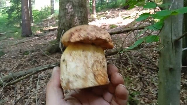 СХІДНИЦЯ. ЯЄШНИК КАРПАТСЬКИЙ + БОНУСИ!
