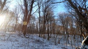 Загонная охота с лайками на кабана в горах Чеченской Республики.