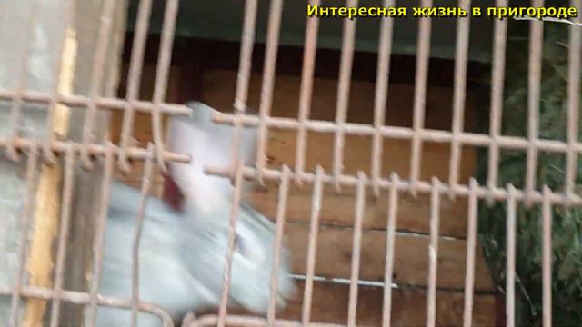 Что сказал доктор Виталику о похудении!, Заехали к маме, Влог