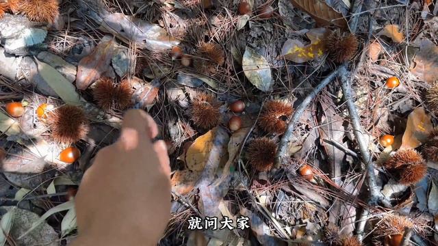 今年真是丰收年，尖板栗又随便捡一盆，野生动物也不愁吃喝，真好