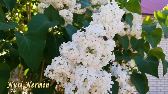 Цветение сирени