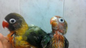 Птенцы неразлучники  Масковый и Фишер