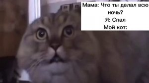 Кот мем