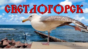 Светлогорск, июль 2024.