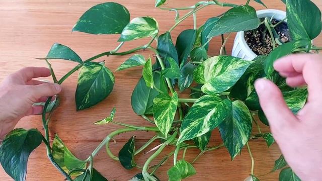 Indole-3-butyric Acid (IBA) Очень сильный фитогормон для растений. Инструкция в описании.