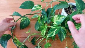 Indole-3-butyric Acid (IBA) Очень сильный фитогормон для растений. Инструкция в описании.