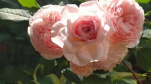 Английская роза Вильям Моррис (William Morris).