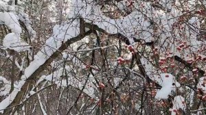 Зимний лес в объятьях тишины
Задремал, укутав ветки снегом