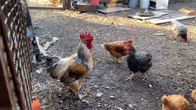 Петух кудахчет смотреть онлайн