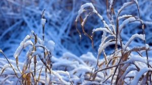 Дневник приёмной мамы/Обзор.