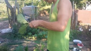 Рожок из листа кабачка